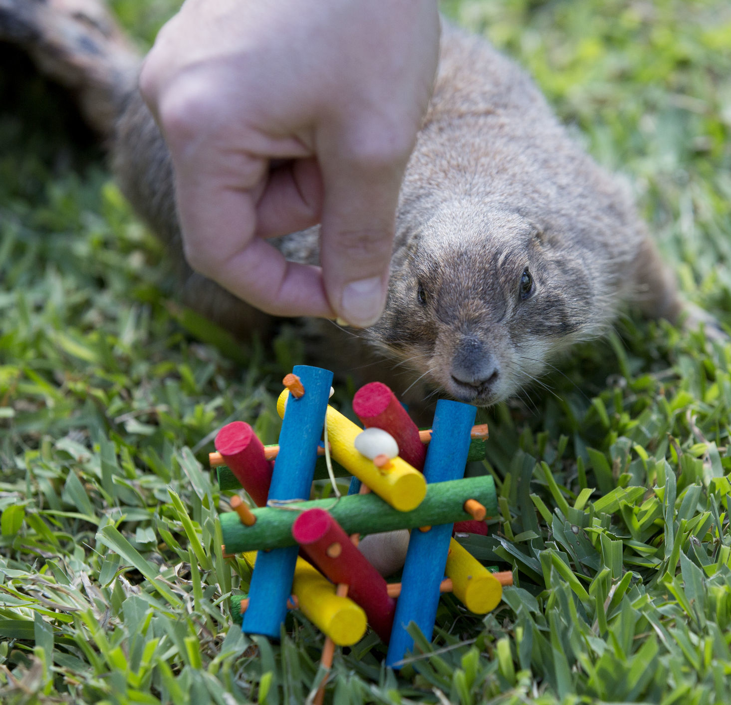 Animal enrichment
